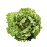 Batavia Green Lettuce