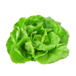Green Butterhead Lettuce