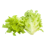 Green Oakleaf Lettuce