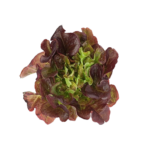 Red Oakleaf Lettuce